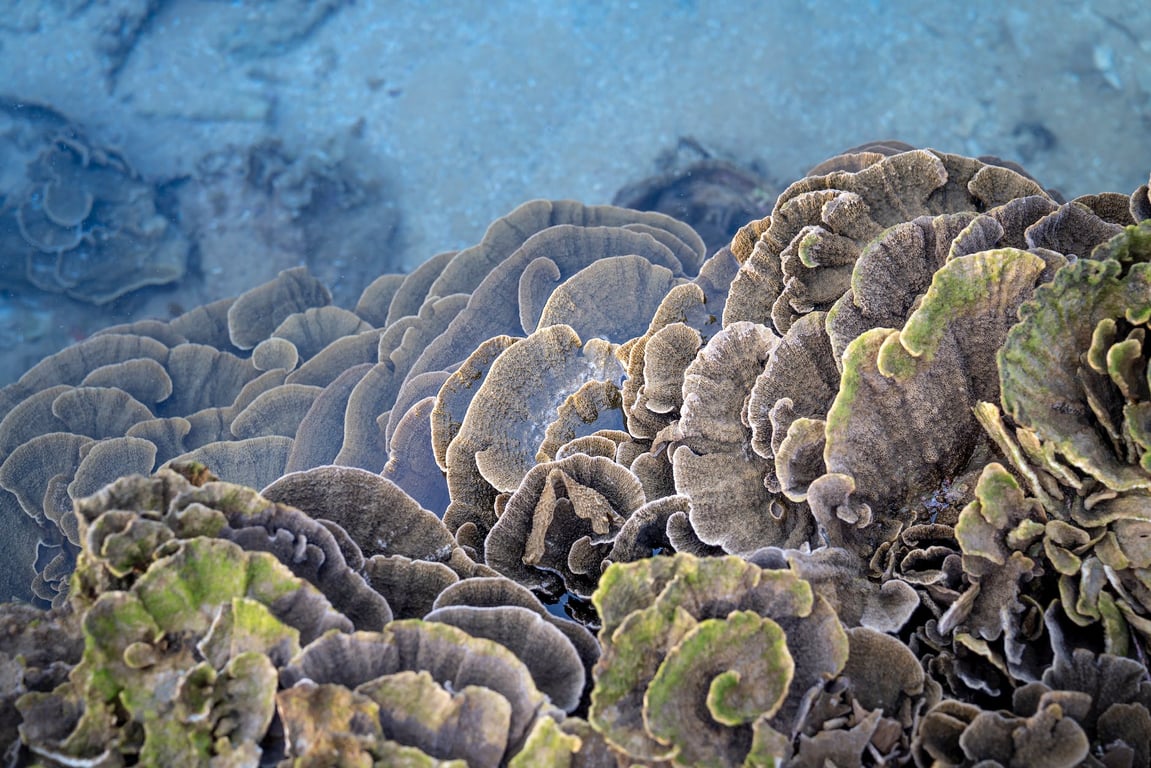 D'énormes coraux coloniaux poussent sous l'eau de l'océan en plein soleil